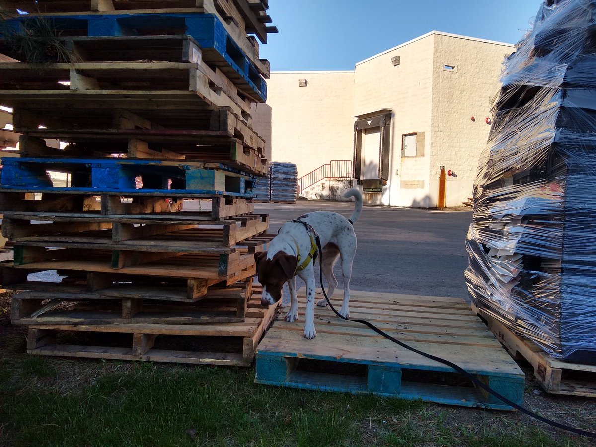 Working some nosework on our morning walk behind an abandoned Circuit City...I got to thinking what can be difficult for  #citydogs that we might not think of? I wrote a book on it, but to really narrow it down... There are a few biggies.