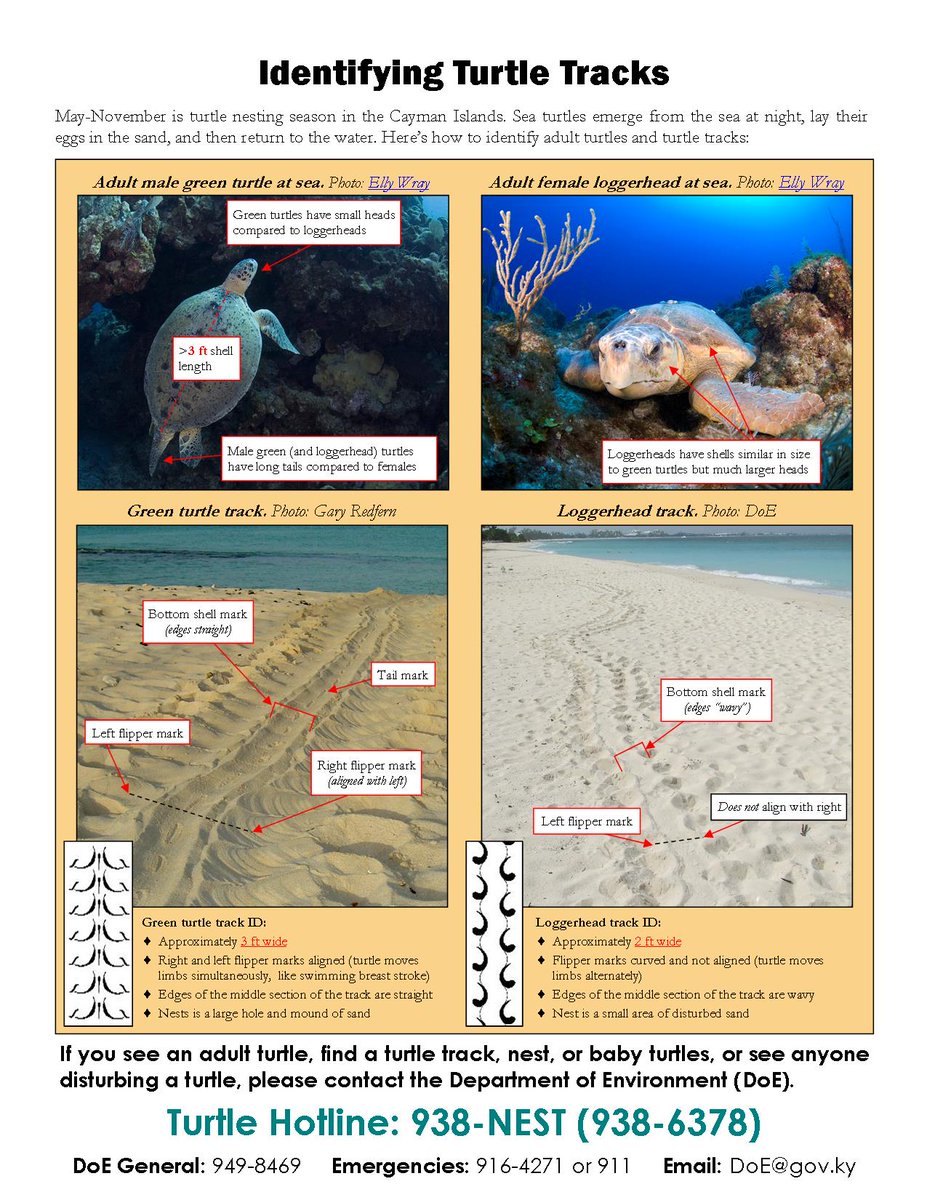 doecayman's tweet image. On May 26 DoE documented the first wild green turtle nest of the 2020 season. The species can be determined by examining the tracks and pit left in the sand.
📷 Jane Hardwick
#CaymanIslands #turtle #turtlenest #turtleseason2020