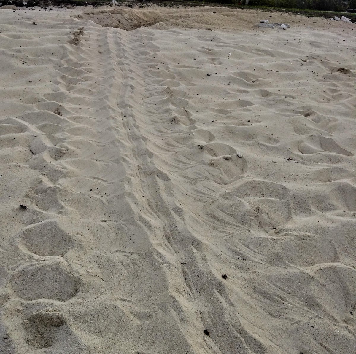doecayman's tweet image. On May 26 DoE documented the first wild green turtle nest of the 2020 season. The species can be determined by examining the tracks and pit left in the sand.
📷 Jane Hardwick
#CaymanIslands #turtle #turtlenest #turtleseason2020
