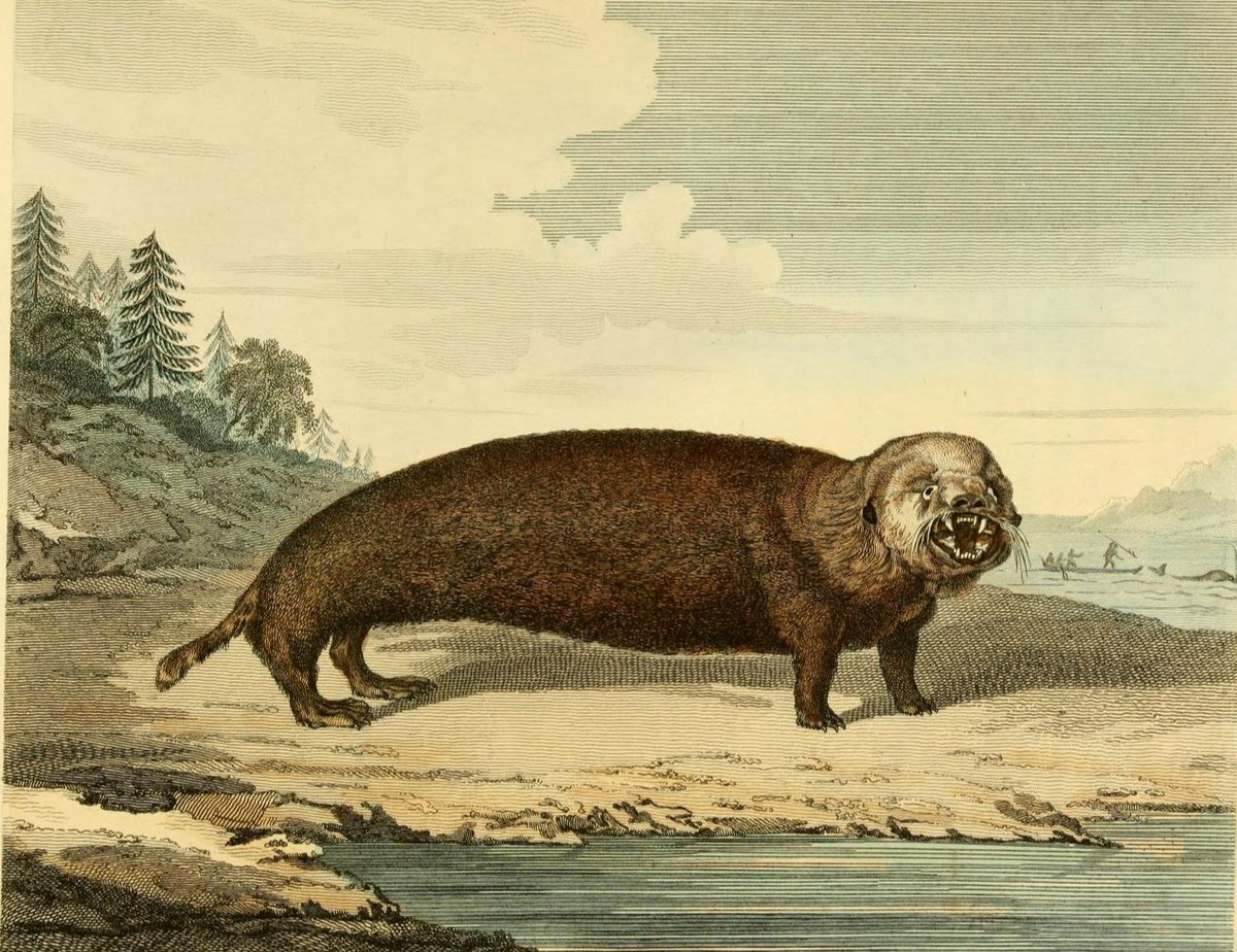 Smithsonian Libraries And Archives When You Ask Your 18th C Illustrator For An Otter But Get Back Something Otterly Terrifying Instead Happy Worldotterday From One Of The Most Disturbing Depictions Smithsonian Libraries And Archives When You Ask Your 18th C Illustrator For An Otter But Get Back Something Otterly Terrifying Instead Happy Worldotterday From One Of The Most Disturbing Depictions