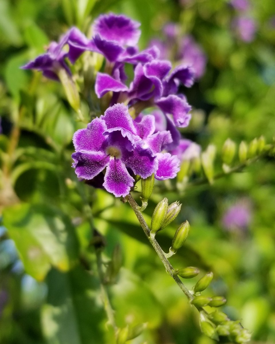 Daily isolation inspiration #59: Enjoy every (purple) moment