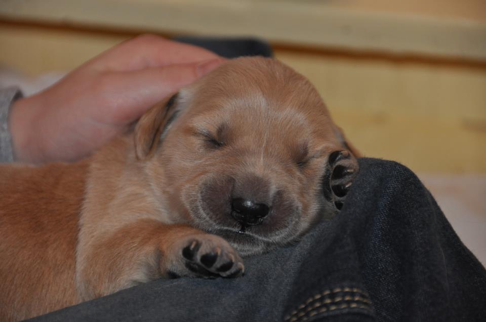 ECADServiceDogs's tweet photo. The fruit litter is getting big quickly and will be needing toys and chew bones very soon. This #wishlistwednesday please help #dogshelphumans by purchasing some puppy toys here ----> https://t.co/qERlB5a76B #ECADServiceDogs https://t.co/l0l9r8QeDT