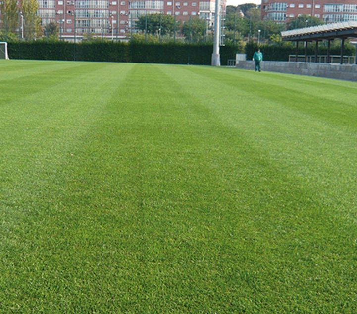 SemillasFitoTG's tweet image. ⛳⛳ Nuestra variedad #PRAFIN, de tipo #mediterráneo, destaca por:

Máxima resistencia de calores estivales ✅
Generar poco colchón ✅
Resistencia a sequía y salinidad ✅
Frecuencia de corte baja ✅
Tolera cortes a partir de 12 mm ✅

👉 semillasfito.es/es/productos/a…