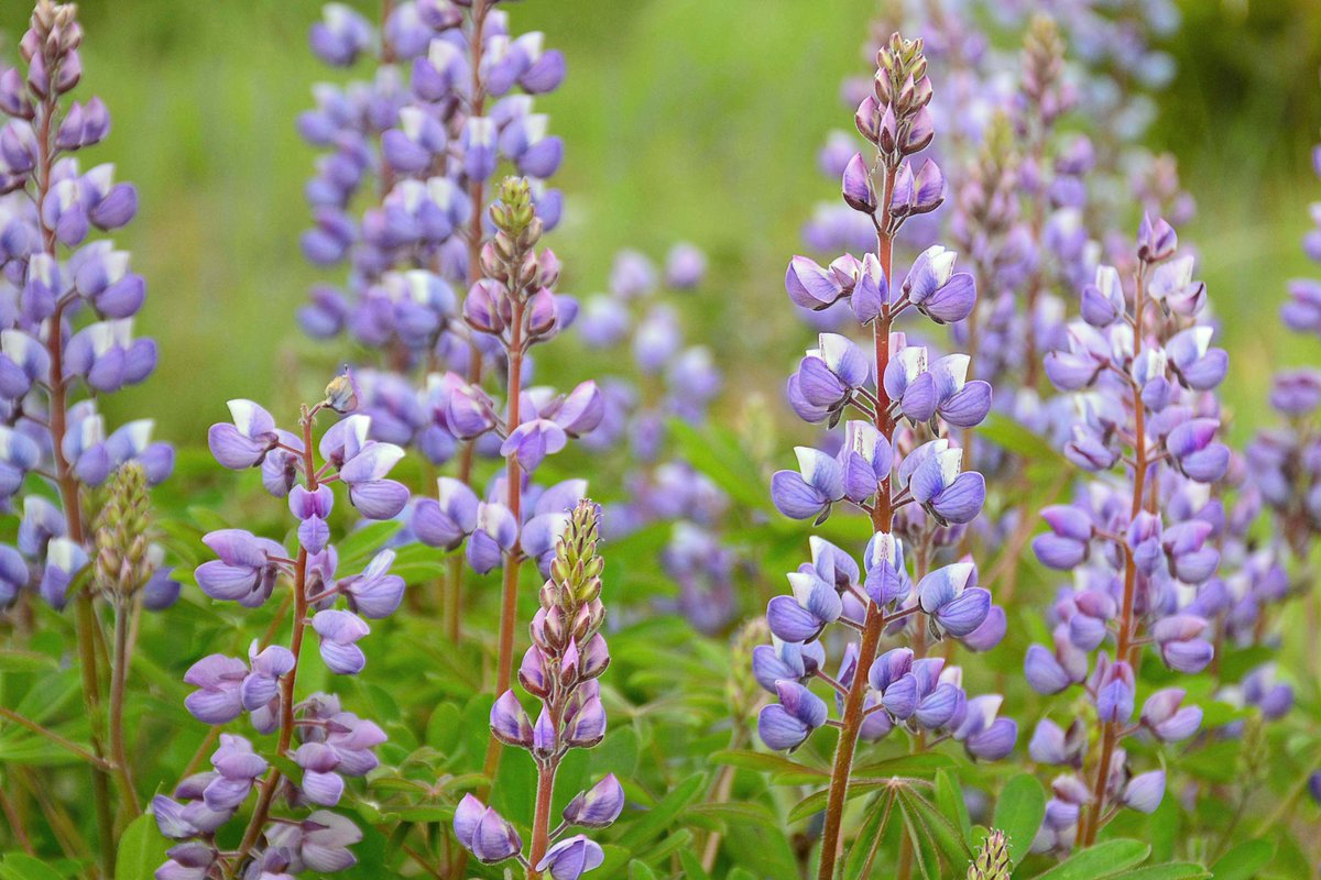 Since we can’t be together in person to celebrate Lupine Fest 2020 we want to see your artistic interpretations of this vibrant flower. Paint it, write about it, draw it, photograph it, sing about it, build it and then post with #LupineFestFromHome. Photo by Anne Pierce