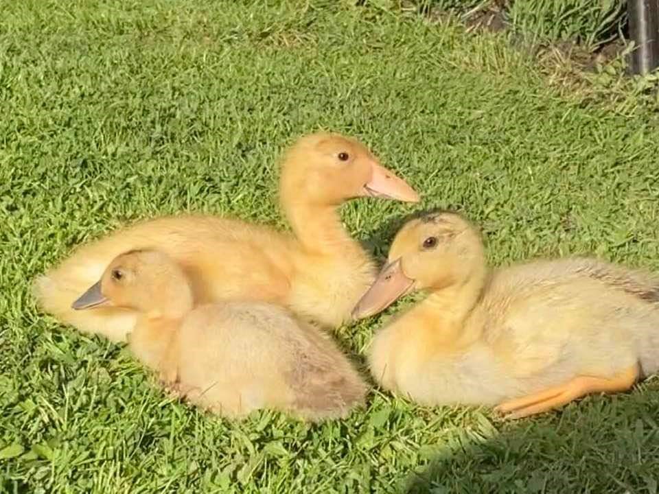 2Trirecruitment's tweet photo. DUCKLINGS UPDATE - All 3 ducklings are doing really well and have been out enjoying the sunshine ❤️🐥🐥🐥🌞
#ducklings #LifeDuringLockdown #COVID19 #coviddiaries #cute #sunshine #IndianRunningDucks https://t.co/ctxvGDCGXR