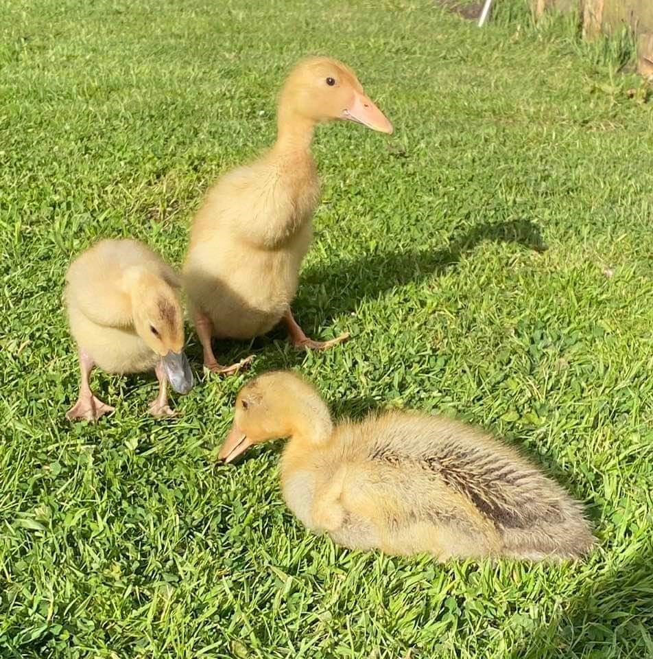 2Trirecruitment's tweet photo. DUCKLINGS UPDATE - All 3 ducklings are doing really well and have been out enjoying the sunshine ❤️🐥🐥🐥🌞
#ducklings #LifeDuringLockdown #COVID19 #coviddiaries #cute #sunshine #IndianRunningDucks https://t.co/ctxvGDCGXR