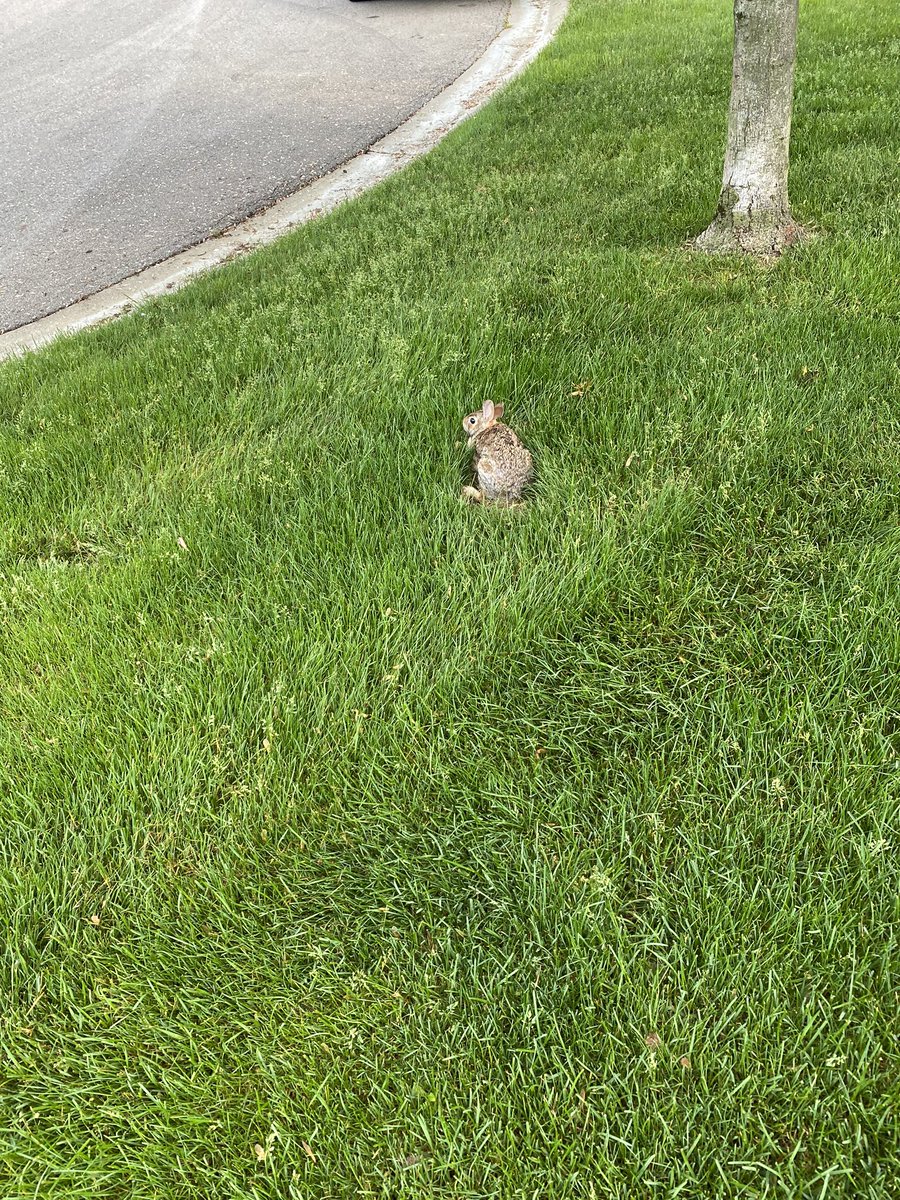 TIL that if there’s a 🐰 sitting very still in your front yard even tho you’re only about 8 ft away, it might be bc she is sitting on top of her teensy family. (Upon reflection, I realize it’s very unlikely to be bc she wants you to pay attention to her.)