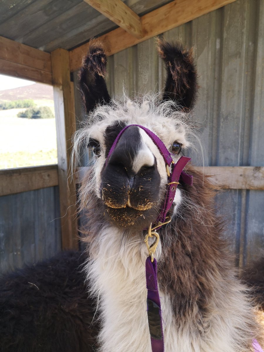 ecocampglenshee's tweet photo. Atticus and the boys are getting ready to welcome you back in the post Covid world. Hopefully early July. 
#postcovid#sociallydistant
#llamatrekkingscotland #visitcairngorm #VisitScotland https://t.co/mfkNeiIwhW