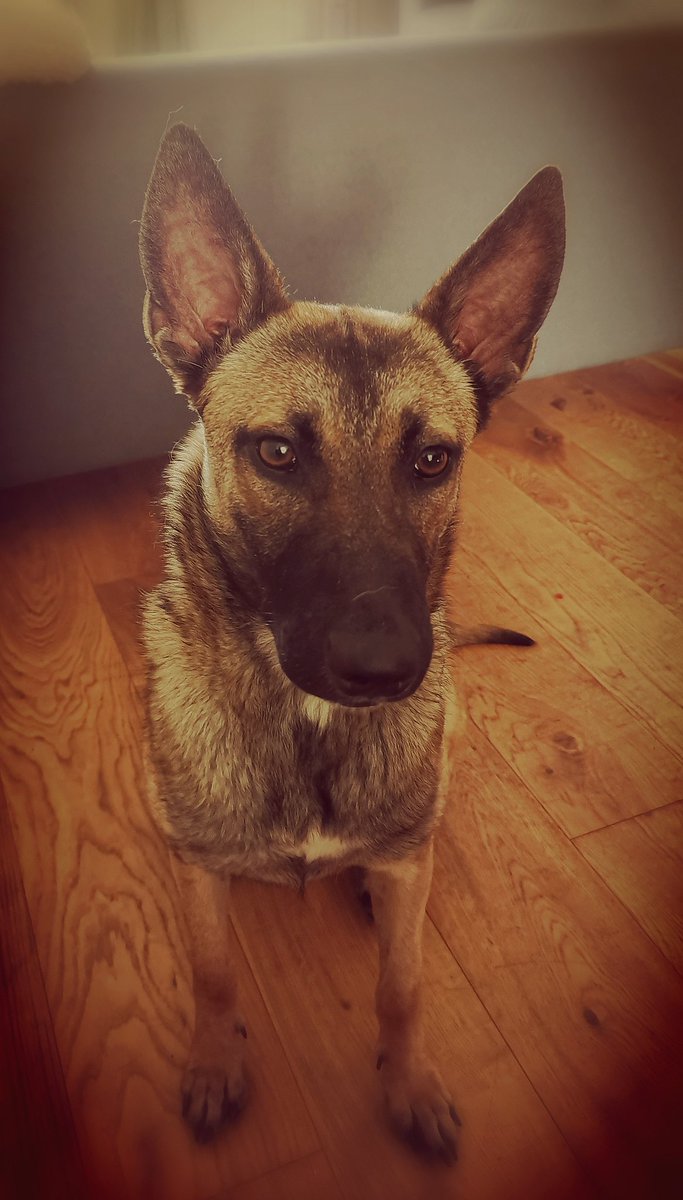 LukeWatts1's tweet photo. When trying to upskill in #socialmediamarketing in a #lunchandlearn webinar with @GenesisPRuk and you have an admirer
#belgianmalinois #WFH #dogsduringlockdown https://t.co/yyULxzBunE