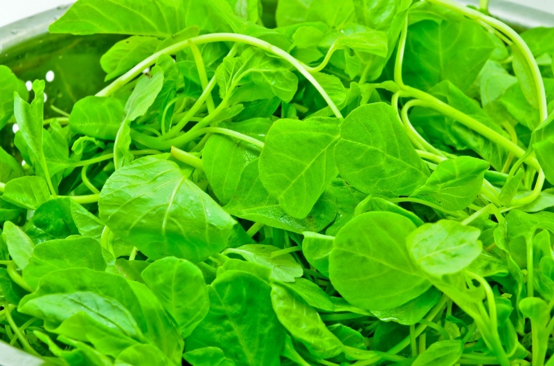 Postharvest_Dir's tweet photo. Food safety and product quality, are sacrosanct β but the goalposts keep moving @TOMRAFood explains how #processors can sort #leafy #greens even when requirements keep changing #minimallyprocessed #postharvest #poscosecha #postcosecha https://t.co/ymjTiH7d2k