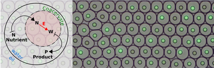 Great collaboration with 
@BaretJ <a href="/MaxSynBio/">MaxSynBio</a>. 1000s of lovely coacervates show the advantages of membrane free compartmentalisation on enzyme reactions. Read about it in our paper! doi.org/10.1002/syst.2…
Congrats to first authors #Beneyton, <a href="/CelinaLove3/">Celina Love</a>