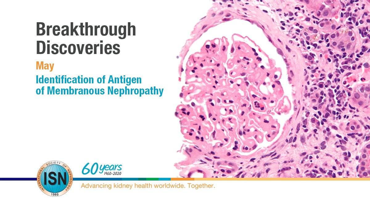  Identification of Antigen of Membranous Nephropathy https://www.theisn.org/60th-anniversary/breakthrough-discoveries/breakthroughs-in-may/identification-of-antigen-of-membranous-nephropathy  #ISN60years