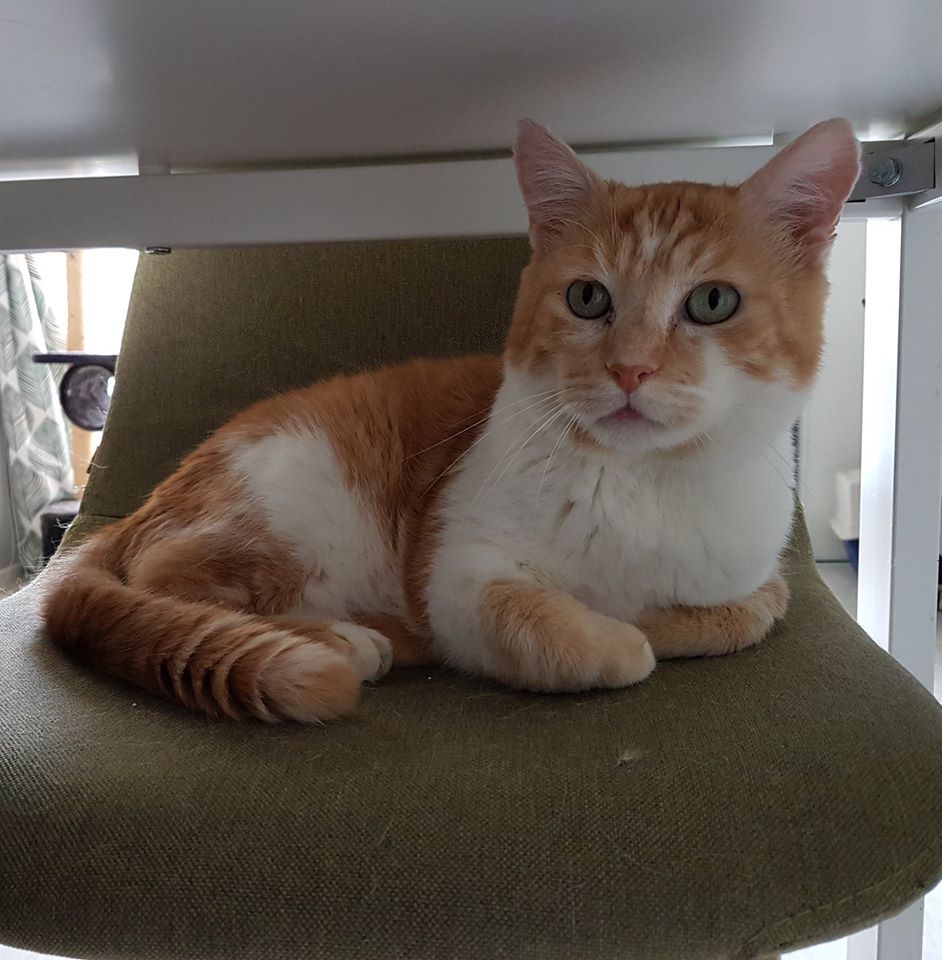 Triste, stréssé et en colère...

GROS SOS. BESOIN D'UNE FA EN URGENCE POUR CHAT DIABETIQUE AVEC PIQURES Rennes (35)

On a Besoin de Vous.

Merci de partager un maximum pour multiplier les chances de Doonut. Mp si solution possible.

Explications en commentaires 👇👇