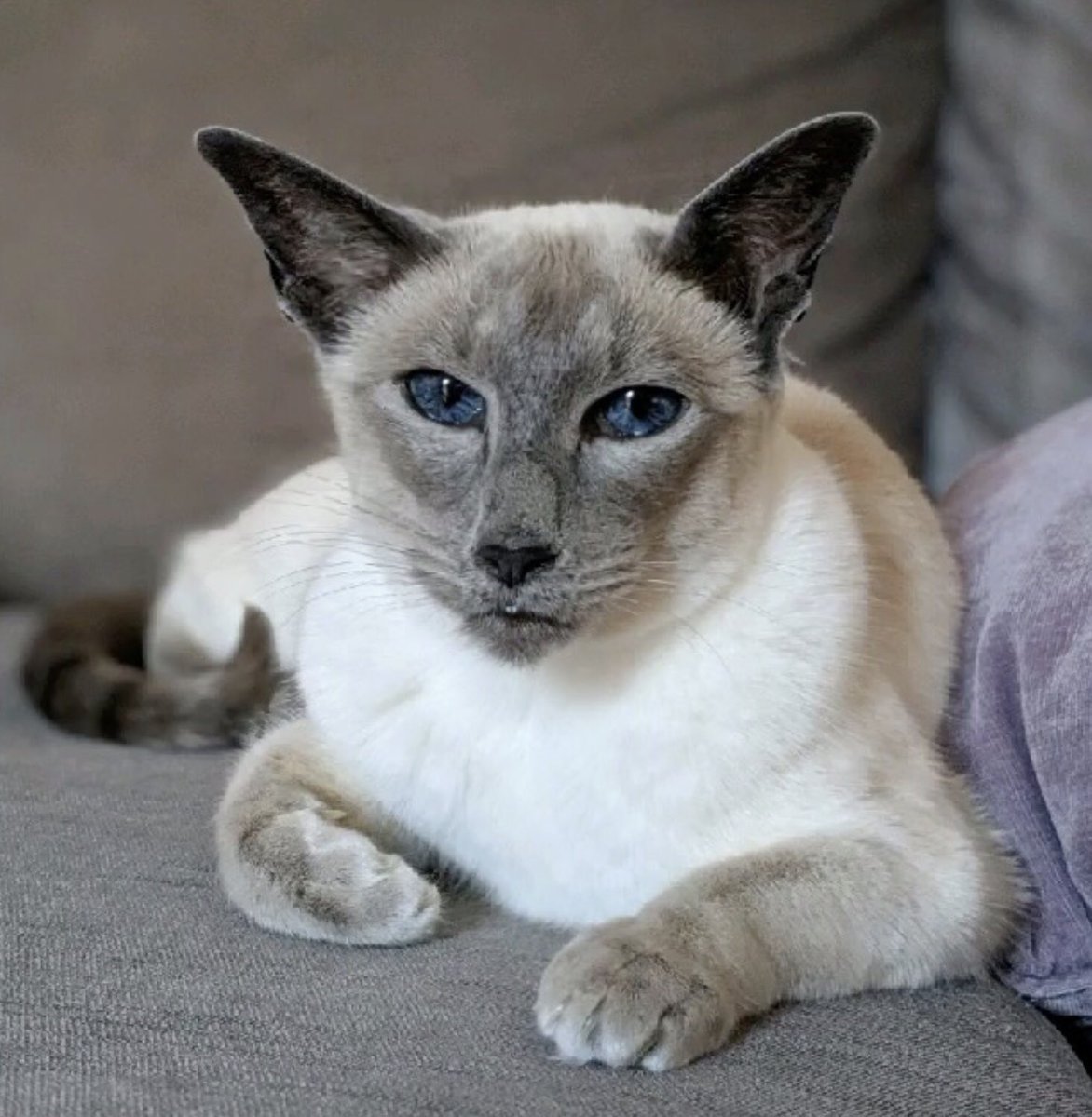 blossomsbeadbox's tweet photo. Happy Hump Day Everybody!
#humpday #halfwaythroughtheworkingweek #catsoftwitter #petsoftwitter #dogsofinstagram #smallanimalsofinstagram #reptilesofinstagram #rescuecat #siamese #blueeyedcat #catceo #siamesecatsoftwitter #standwithsmall #etsyseller #blossomsbeadbox #blossom https://t.co/DY2P9oqQTS