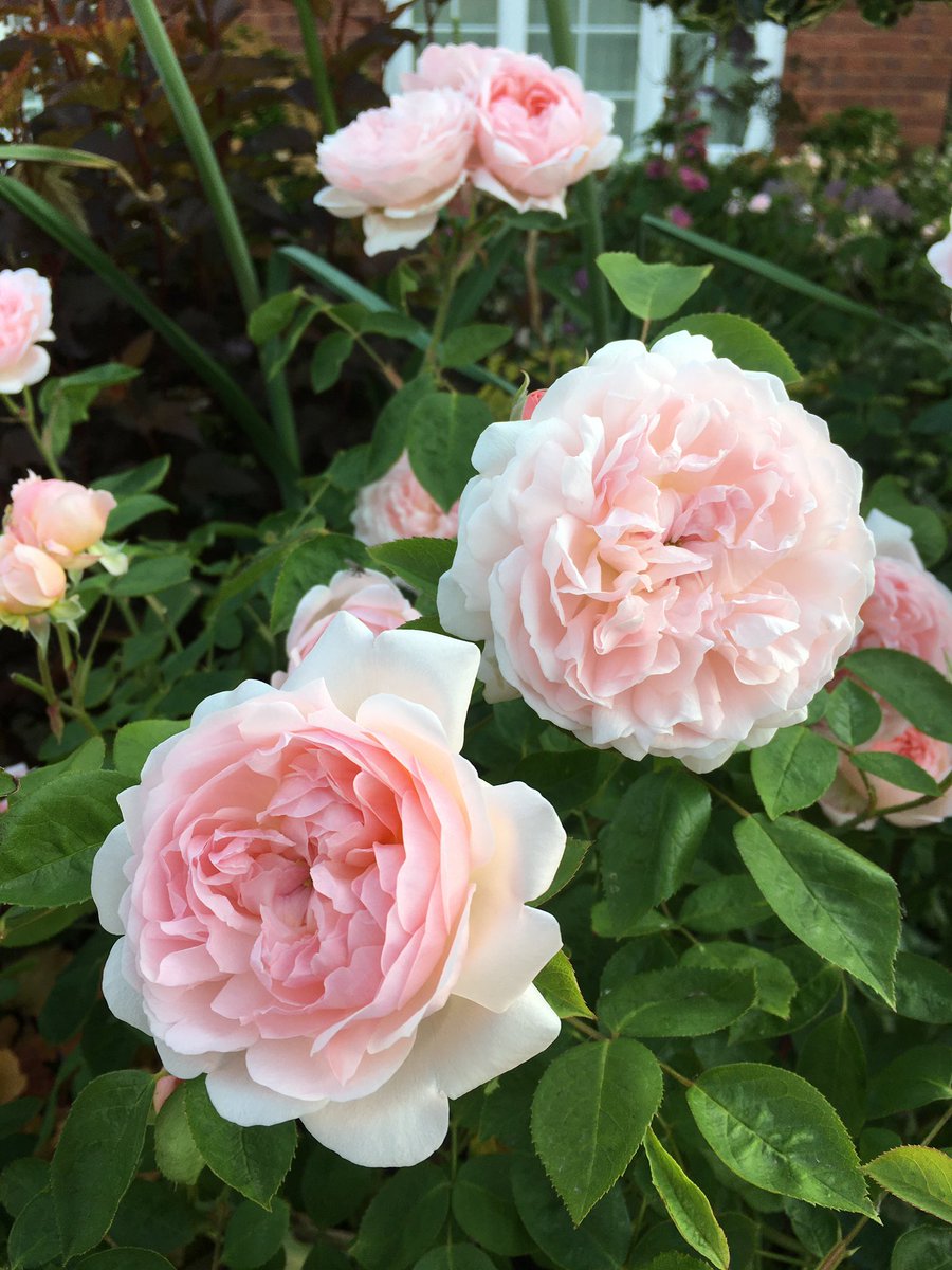Rosa Eglantyne was looking truly glorious in the front garden this morning when I was out there watering.