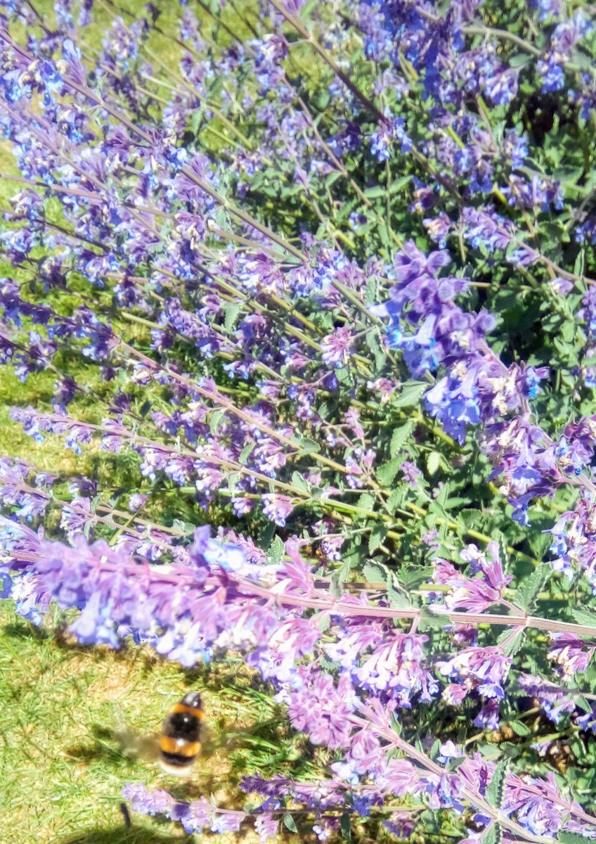 Jane_Lucas82's tweet photo. Salvia officinalis with #pollinatorpal Bombus terrestris seen @QueensParkCrewe today https://t.co/CufyBhqVZD