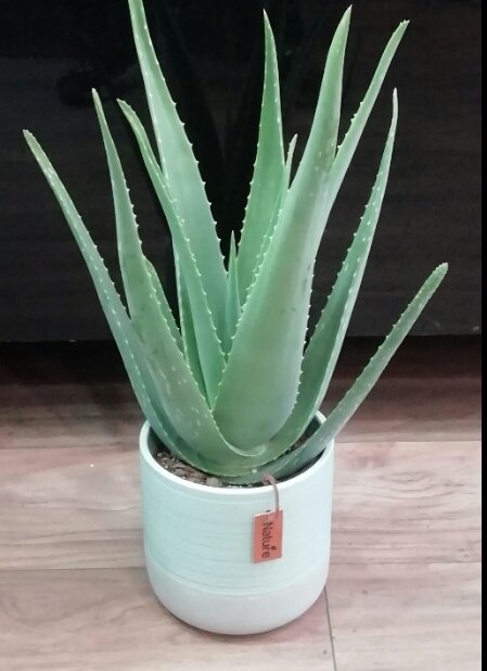 Miti_Restorente's tweet photo. Aloe Vera is cultivated as an ornamental plant. It's well known as a medicinal plant with gardeners. The evergreen succulence set up the species to survive in areas having low rainfall and make it optimal for rockeries and  gardens. This species is antagonistic to insects. https://t.co/m2StAoknCa