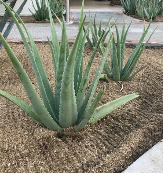 Miti_Restorente's tweet photo. Aloe Vera is cultivated as an ornamental plant. It's well known as a medicinal plant with gardeners. The evergreen succulence set up the species to survive in areas having low rainfall and make it optimal for rockeries and  gardens. This species is antagonistic to insects. https://t.co/m2StAoknCa