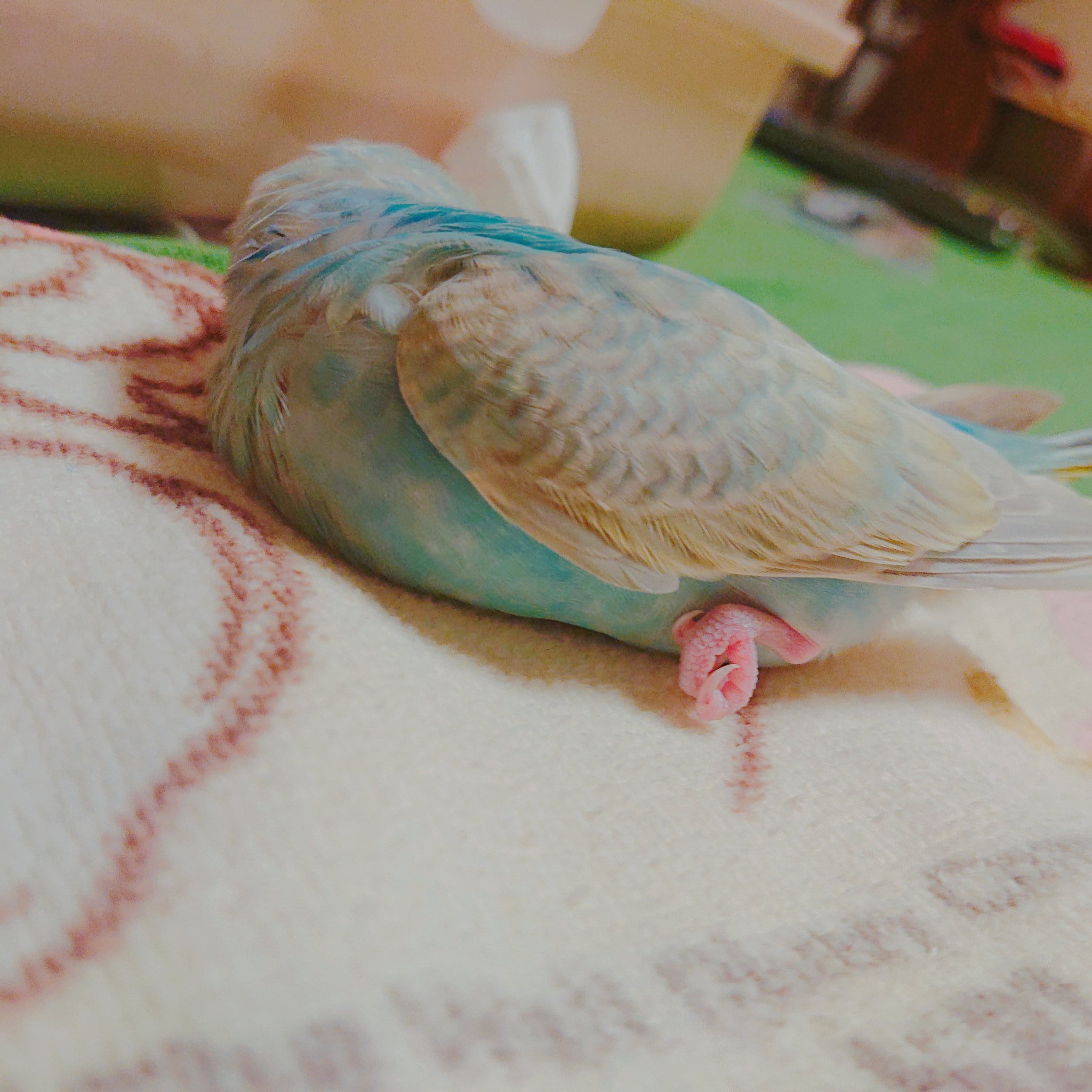 ひよ こまめはアイコン受注中24h ついでに可愛い寝相もみてほしい T Co Fprqjkzyyq Twitter