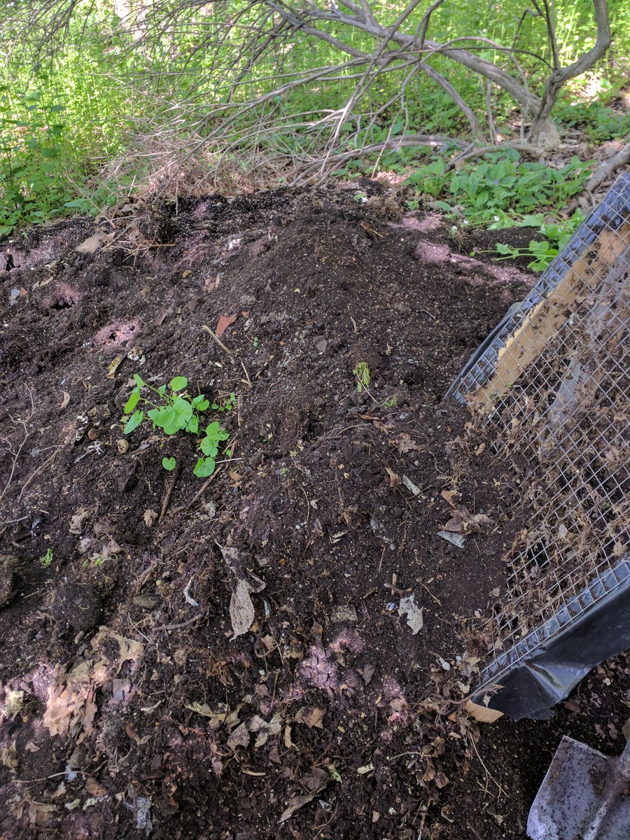 I've been very busy the last few days. Ive spent a lot of time making compost and moving organic materials. This is one of my compost operations. This is the key to organic gardening. Healthy dark nutrient rich compost.
