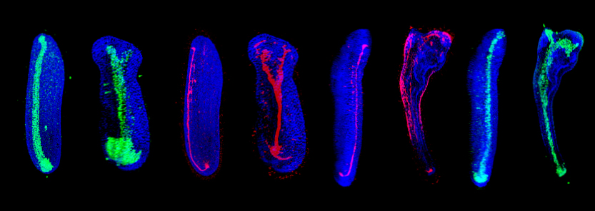 Five years of work, thousands of amphioxus embryos, and long hours at confocal microscope to deliver a simple message: Wnt/β-catenin signaling is an evolutionarily conserved determinant of chordate dorsal organizer. See for yourself in eLife elifesciences.org/articles/56817