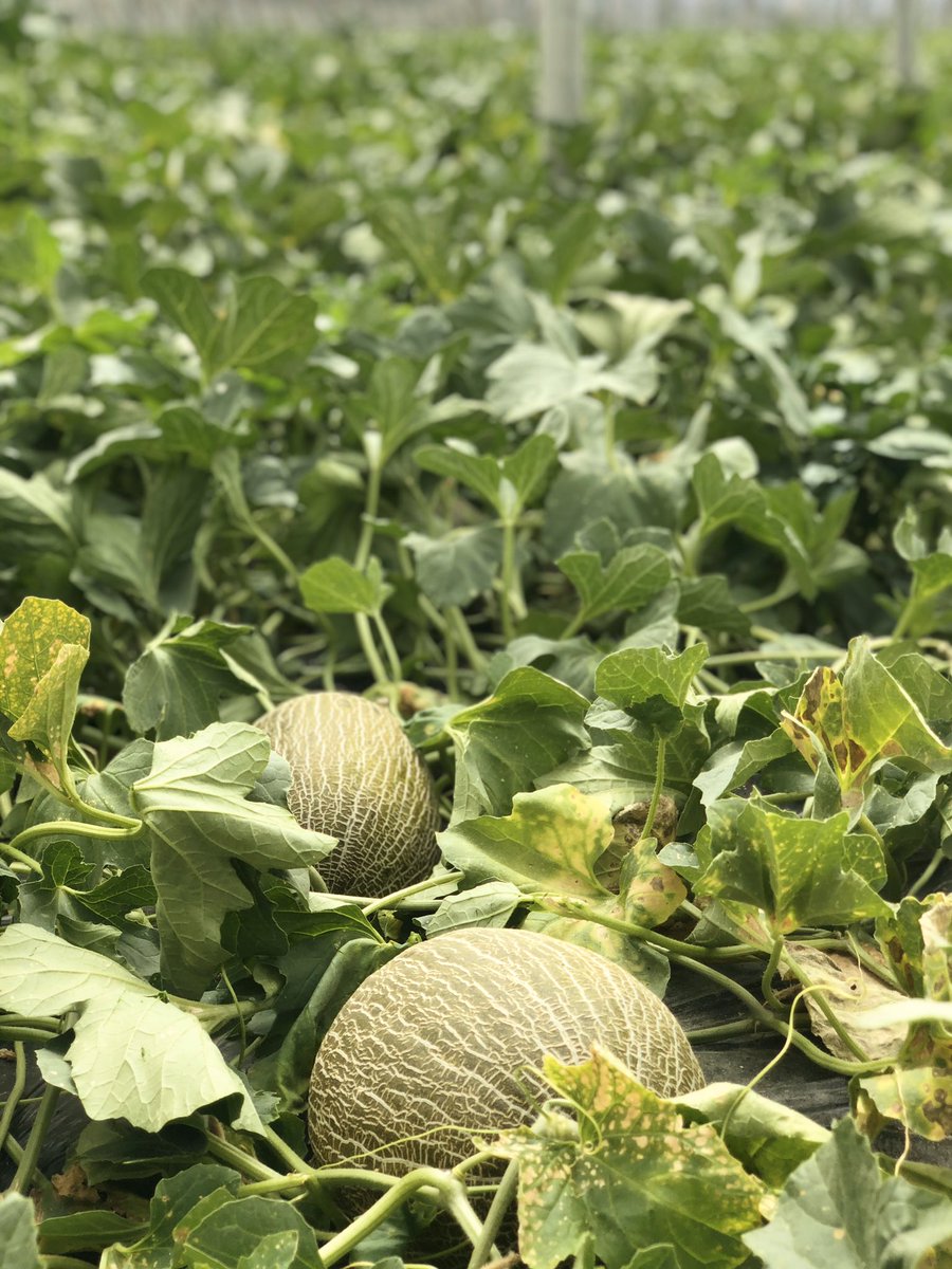 JLBernabeAgro's tweet photo. Cada vez sois más los que apreciáis #ProductosNacionales es por eso que en #Andalucia hacemos las cosas bien y Se encuentras los mejores #Melones de #Calidad, #Calibre,#Dulzor y cultivados de forma tradicional con mucha dedicación @melonAlmeria un #Espectáculo
#ConsumeLocal https://t.co/HZYh9lkWMs