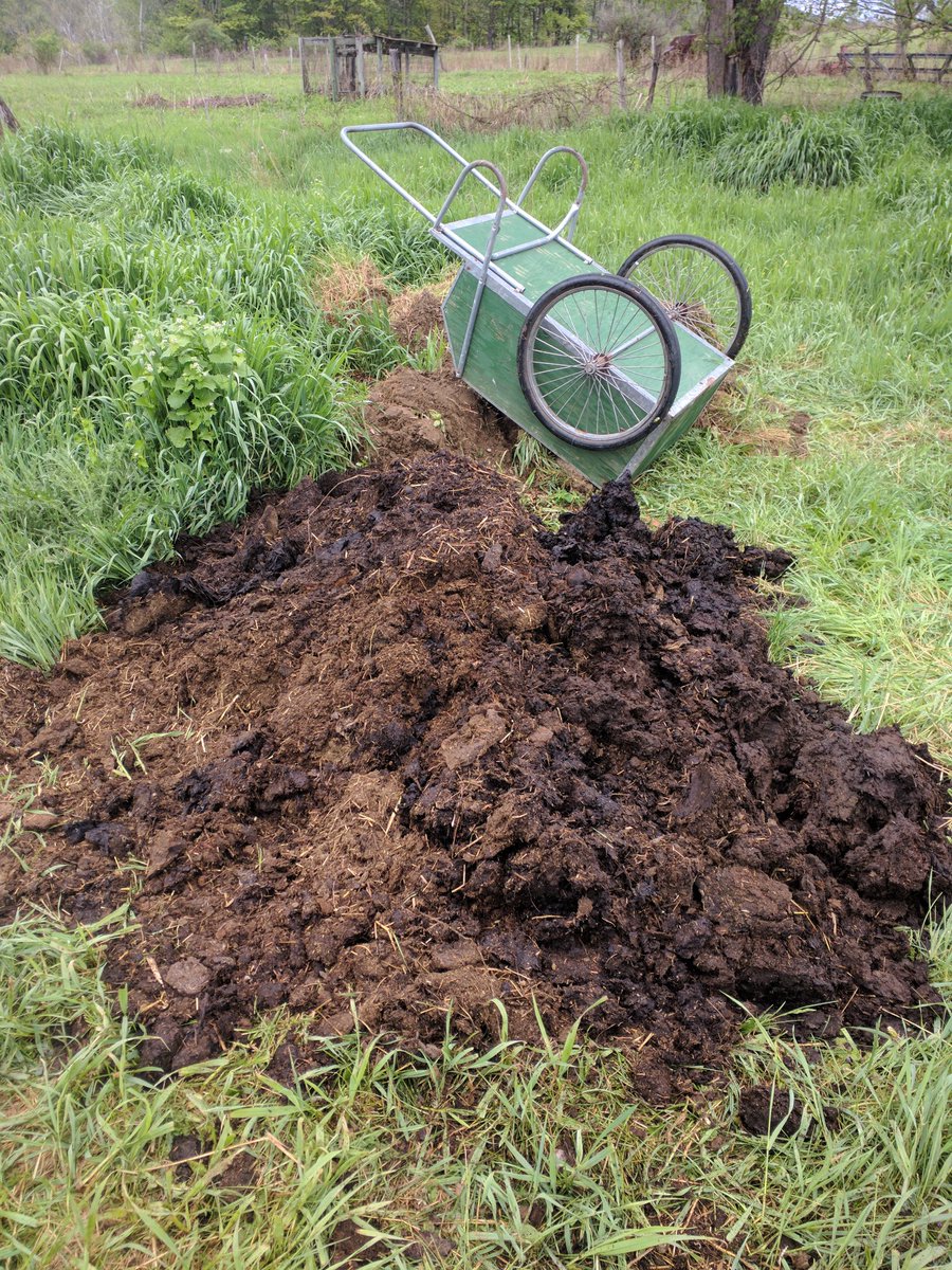 I also brought in a huge pile of manure from the from the farm next door. The plants absolutely love this. It is a mix of aged sheep, horse and cow manure.