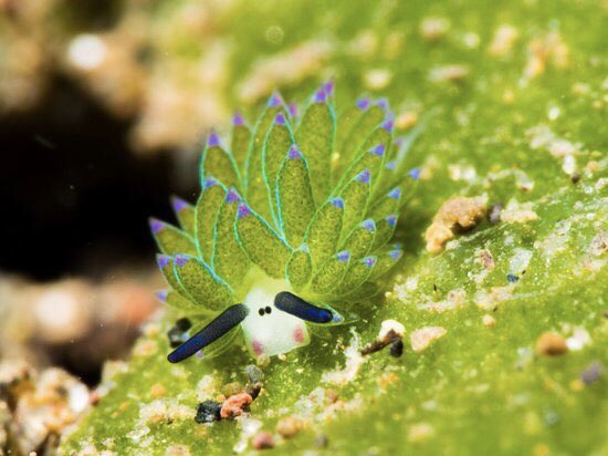 Namjoon I think you’re gonna like this one! It’s a leaf sheep (or sea sheep) and it can grow up to 5 mm so it’s a very tiny friend! I miss you I hope you come back soon :(  @BTS_twt