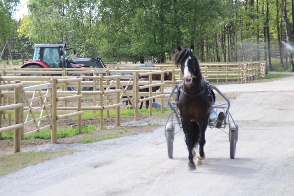 Roli Eld lader opp til Elitkampen på <a href="/Solvalla/">Solvalla</a> sammen med <a href="/solberg94/">Adrian Solberg Akselsen</a> 🇳🇴🐴🌟 <a href="/HamreStall/">Stall Hamre</a> #Solvalla #Elitkampen #Elitloppet20