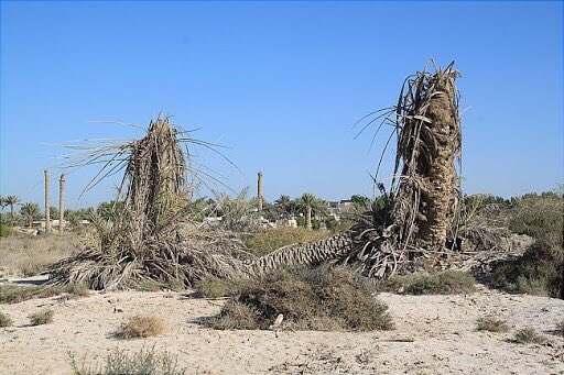 كُفّ طيفٍ تسلّه بين حينٍ وحين،
                    كل شيٍ ذبحته من وريد ل وريد.

شوف صندوق جرحك حطمته السنين،
           مثل ما الوقت حطم غرسكم والجريد. 

فيصل