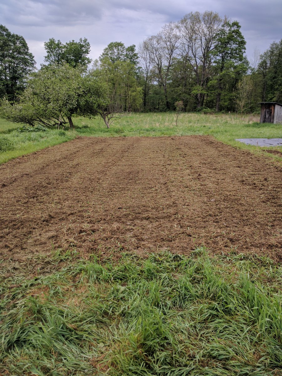 I also got a very large area rototilled and this is where the rest of my garden will be put in. This area is about 40x80 feet. Today I will plant my 3 sisters, corn, beans and 5 types of squash, acorn, butternut, spaghetti, zucchini and pumpkins.