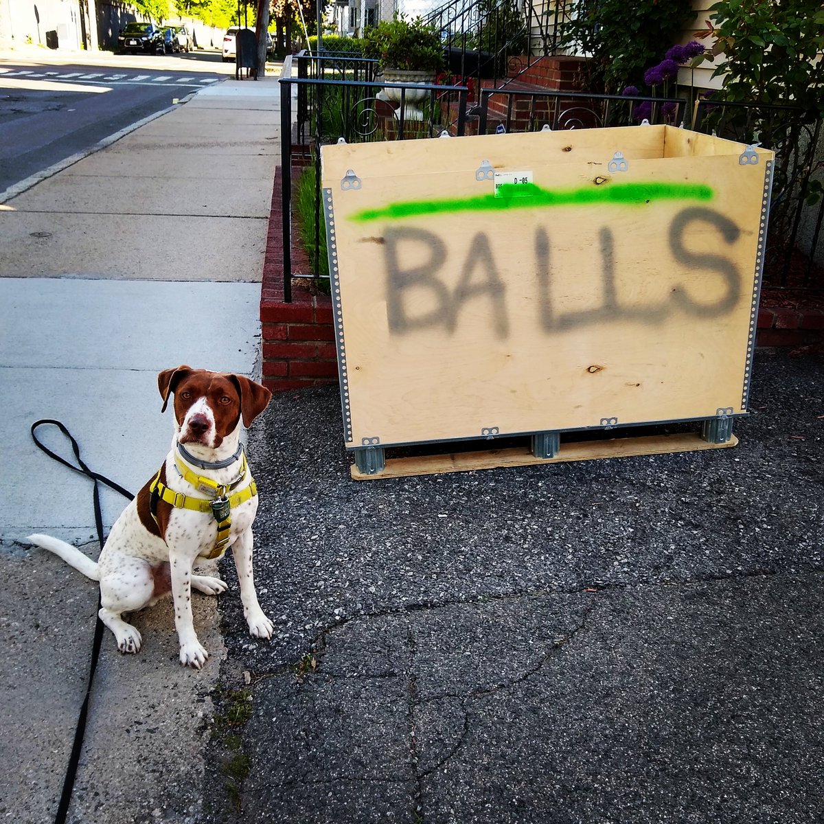 If I could give any advice for people looking to bring a dog into the city, make sure he or she is ok with noises and lots of weird things. You never know what you'll find.(Captain did NOT find balls. Apparently this was false advertising and he was very disappointed)