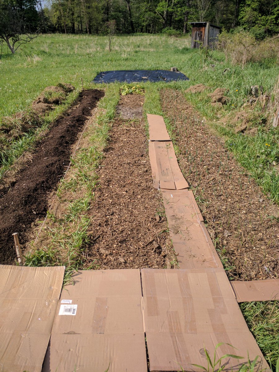 You can also see I am beginning to line the beds with cardboard which will be covered in mulch. So far I have planted onions, potatoes, garlic, beets, radishes, and kale and this week is when all the rest of the seeds will be planted.