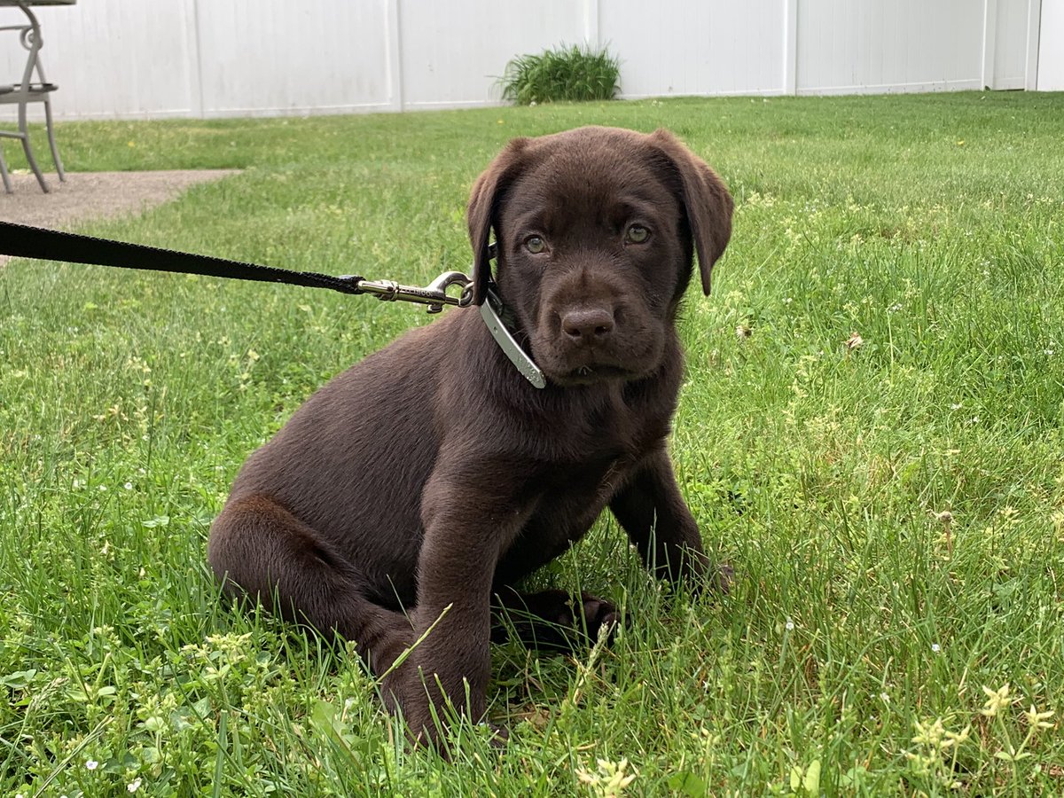 Marino_iths's tweet photo. Meet the new member of the Marino household...Mookie! @Mets #imustbeoutofmymind #86mets #Ineedtogobacktowork https://t.co/BEG8BQTxjU