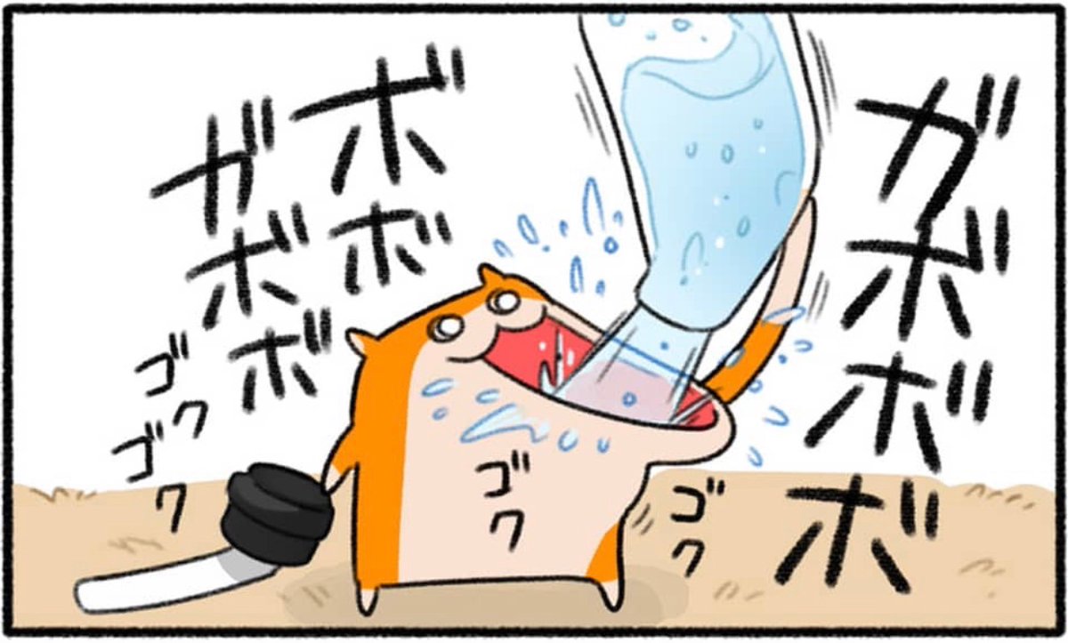 クソハム、水分補給
#クソハムちゃん 