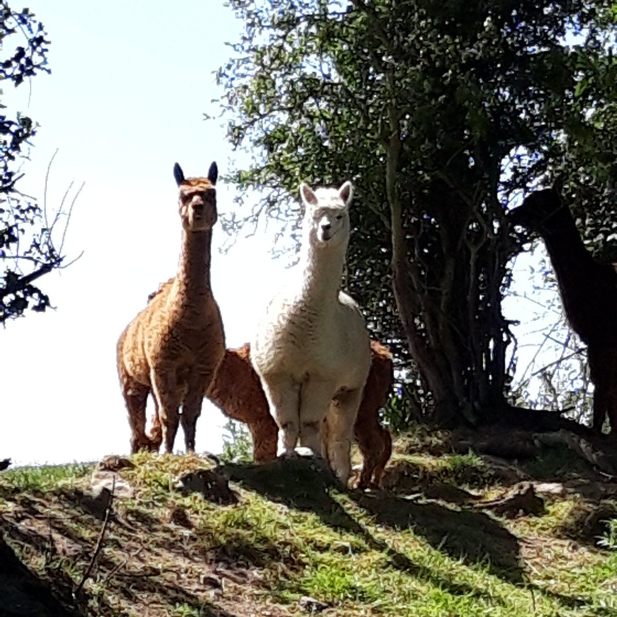 RuralRabbit's tweet photo. No drama llamas on our walk today😃🦙🦙
#theruralrabbitretreat
#flintshire #lockdownwalk
#countryside #familytime https://t.co/mS8PIvu1wt