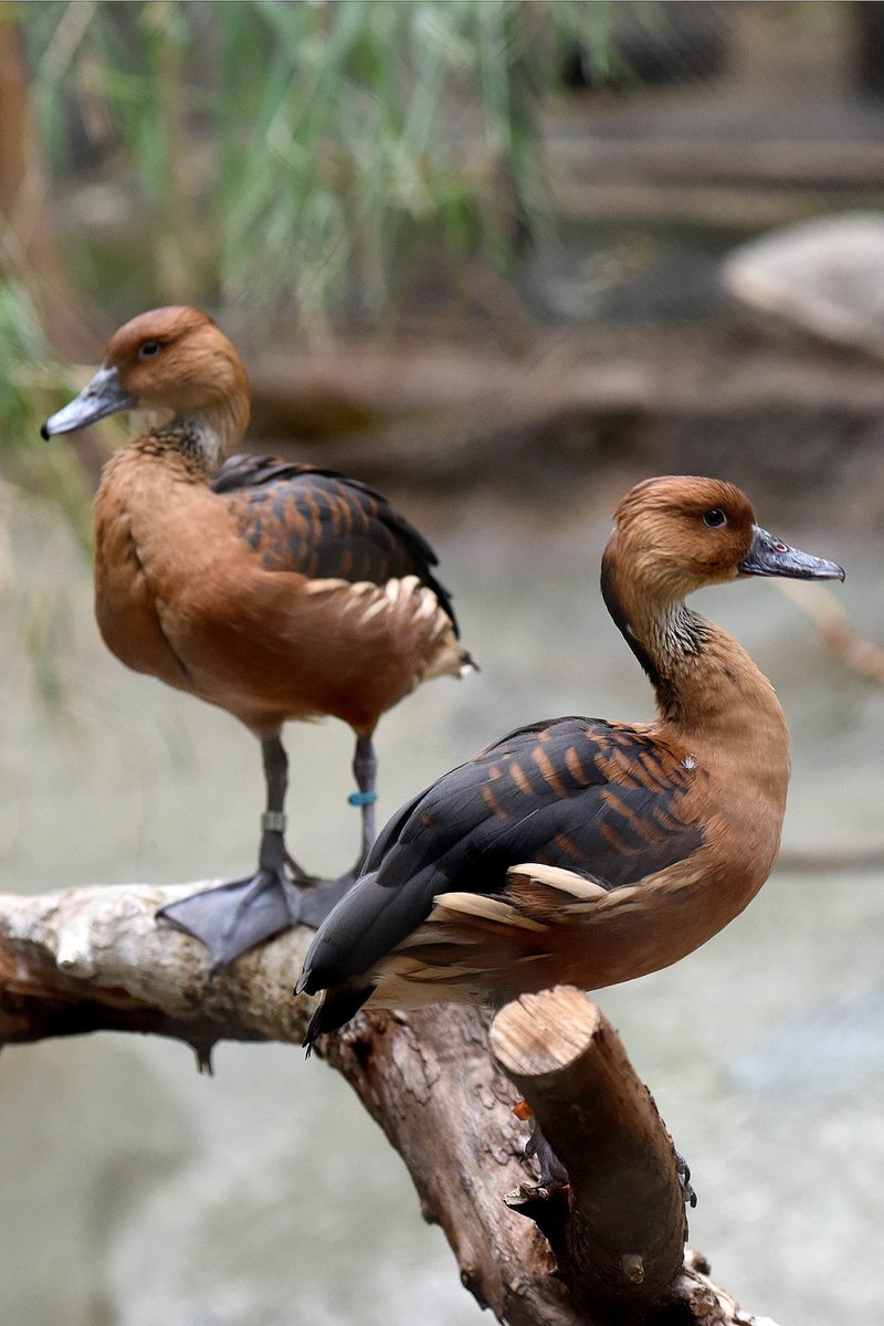 Brookfield Zoo Chicago tweet media
