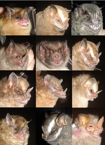 thebiologistjp's tweet photo. 5/5 #WBTC1 #PopBio1
This research evidences the importance of the  use of bioacoustics as complementary methodology for a better bat community sampling, identifying species that difficultly are captured by mist nets https://t.co/leKRD5UWzs