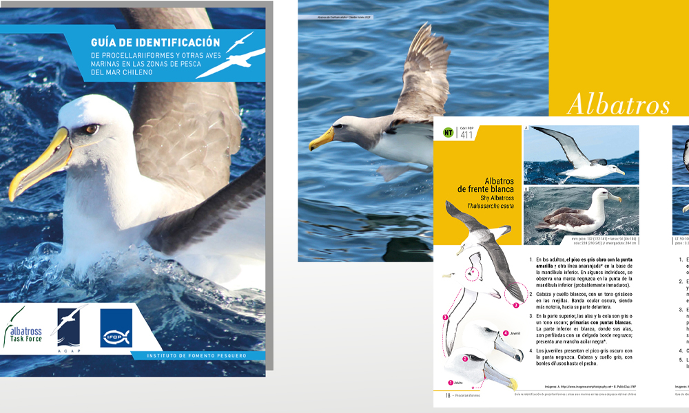 dialogosur's tweet photo. #Noticias IFOP y ATF Chile desarrollan Guía de identificación de aves marinas en las zonas de pesca del mar chileno https://t.co/vwCFqrusVS https://t.co/vQoUphUjRT