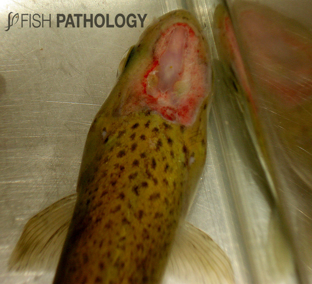 VehiceLab's tweet photo. Nueva actualización en #FishPathology sobre "Tenacibaculosis en peces", Para mayor información haz click en el siguiente link: https://t.co/nMFrqLZEaQ https://t.co/8qscty8Cdb