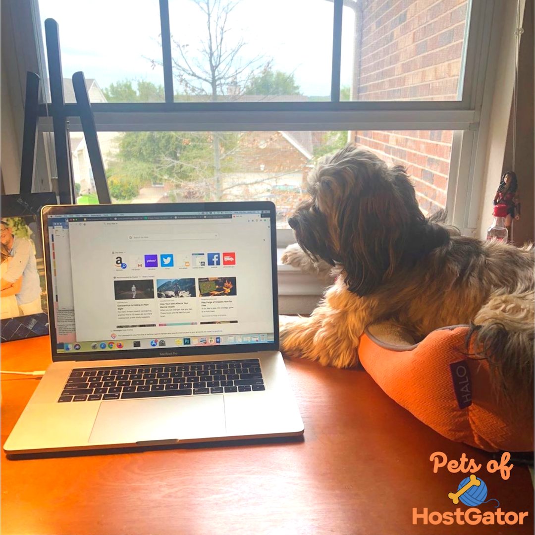 HostGator's tweet photo. This morning, #petsofhostgator introduces Coco!
Short for Glenn Coco. Her two current loves in life include chasing squirrels &amp; photobombing video calls. #favoritedistraction https://t.co/ctnuMI82Pr