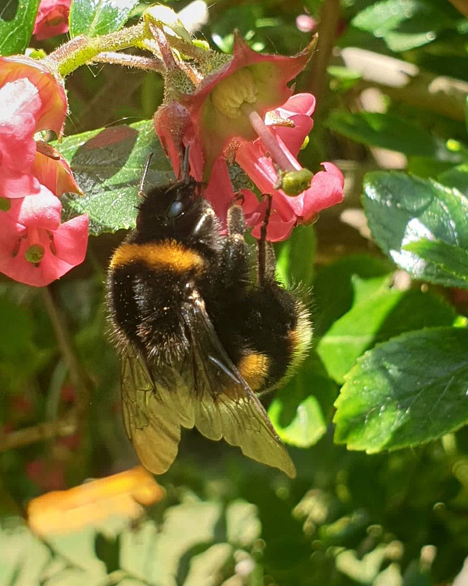 Ella_Sunflower_'s tweet image. Tip: make note of which plants bees like most in your garden and regularly check for visitors for great close ups 🐝🐝
#savethebees #savetheecosystem  #nature #wildlifeconservation