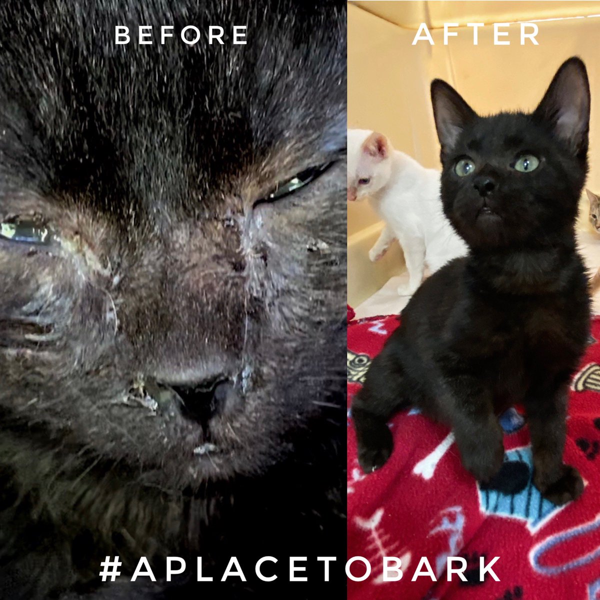 Rescued Before &amp; After!
Happy, Healthy &amp; Cute as can be!!!
Sweetest cats, finally getting healthy.
It’s been a super busy cat month, during kitten season in the south.  52 cats/kittens taken into our program this month #everylifematters #aplacetobark #catrescue #catlover #kitten
