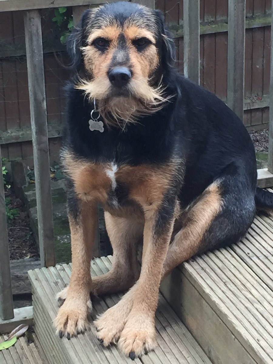 TCtwit's tweet image. My #WFHCompanion is Rufus Hound and Ronnie Barker.  They love all the conference calls and video chats but Ronnie is true to his name and does interrupt them sometimes!  #barkyMcbarkface #irissoftwaregroup