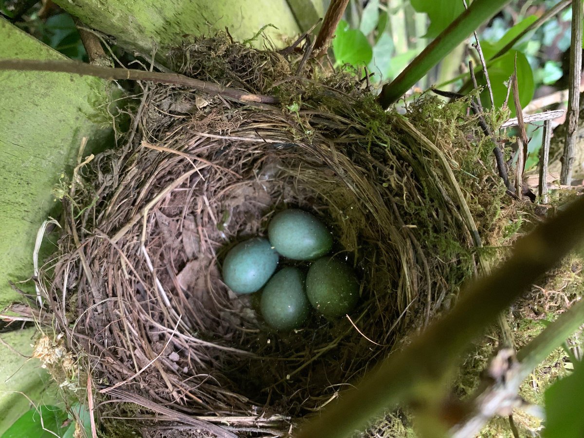 Blackbird nest in the garden this spring has shown so many treats #solace2020 #spring #Springwatch #nest