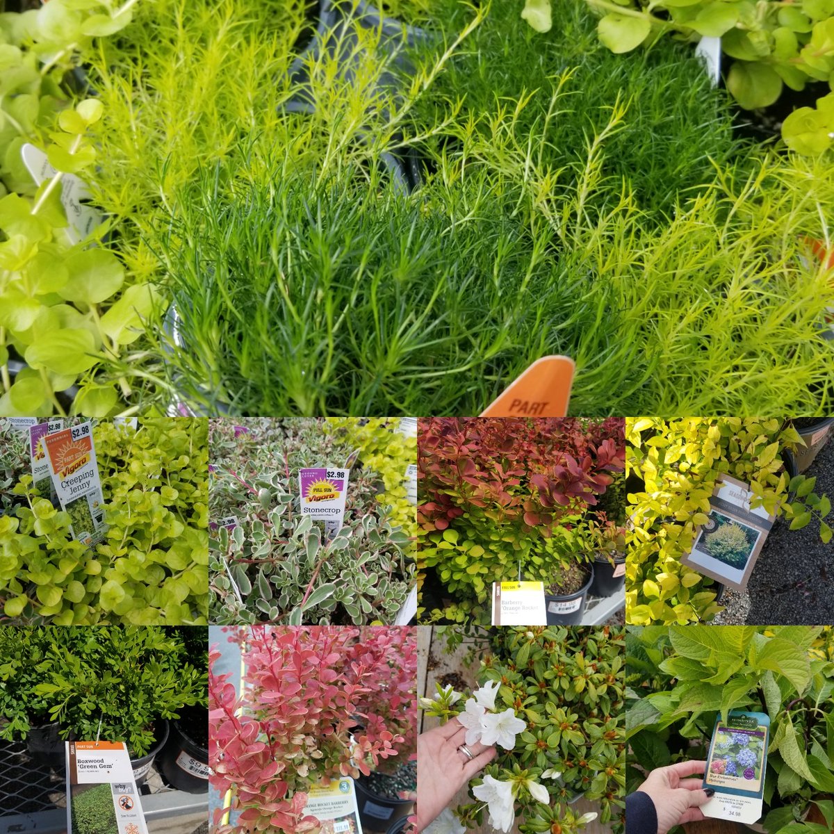 This is how I landscape....research, obsess, bother the neighbor....(thanks Megan!)❤😬🌳🌷🌻🤦‍♀️