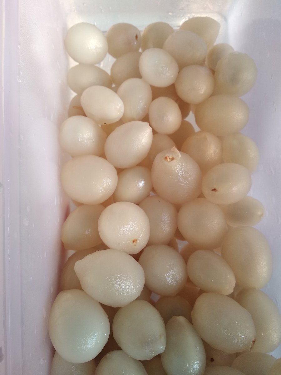 ayidmazlan_'s tweet photo. Rambutan ni kalau takde siapa yg kupaskan, memang terbiar je sampai busuk. Cuba kalau ada yg kupaskan. Letak pulak dalam peti ais, memang laju je habis nanti. https://t.co/pkjeZUhQYq