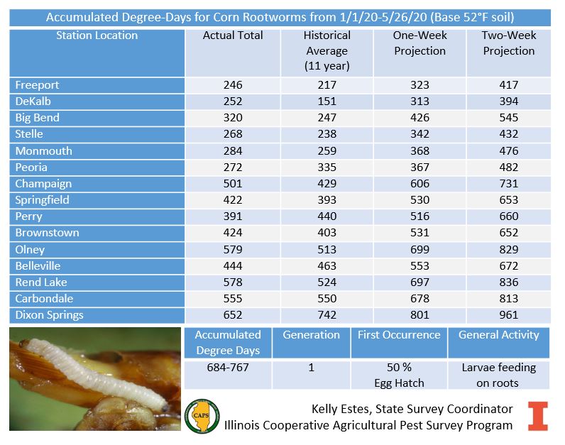 ILPestSurvey's tweet photo. Recent warm temperatures are giving degree days a boost. While much of the cornbelt has precip chances for much of this week, 5-10 day forecasts are calling for it to be warmer and drier. Just what #rootworms need during hatch. https://t.co/nwbONr3YDq
