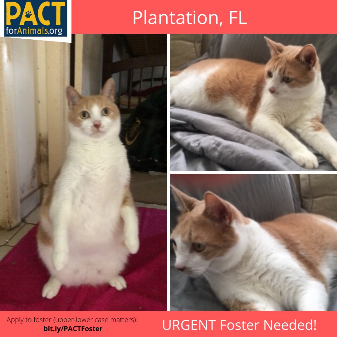 PACTforAnimals's tweet photo. Purr Machine Needs a Foster in FL! His dad's Air Force training got pushed earlier because of pandemic! Can you foster Purr Machine so this member of our military doesn't have to give up his cat? Good with kids, other cats, no dogs. To foster: https://t.co/n9FoujWV0F https://t.co/NH19RupZSA