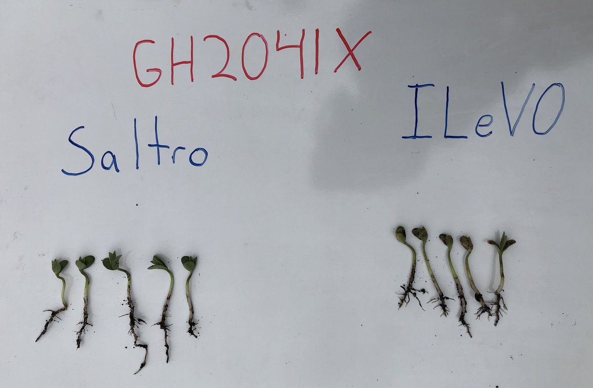<a href="/GldnHarvest/">Golden Harvest Seeds</a> #AgronomyInAction: Soybean SDS Seed Treatment Trial youtu.be/fz9OhqZfIck